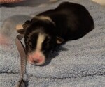 Small Photo #36 Australian Shepherd Puppy For Sale in SYLVA, NC, USA