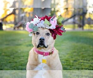 American Pit Bull Terrier-Labrador Retriever Mix Dogs for adoption in Sandy, UT, USA