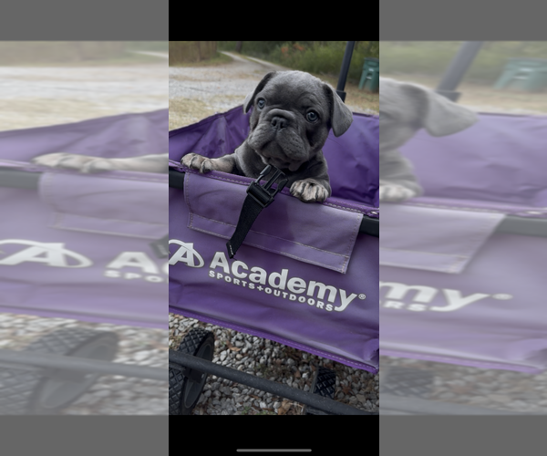 Medium Photo #1 French Bulldog Puppy For Sale in HANCEVILLE, AL, USA