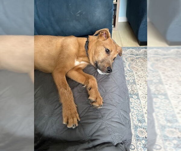 Medium Photo #4 Mutt Puppy For Sale in Woodbury, NY, USA