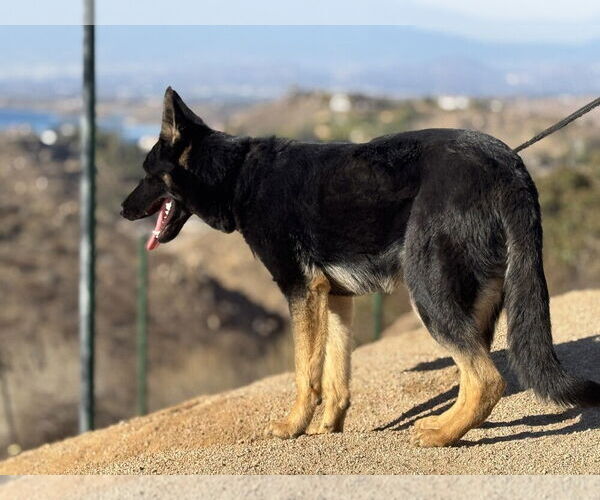 Medium Photo #3 German Shepherd Dog Puppy For Sale in W Hollywood, CA, USA