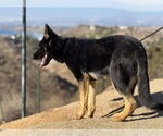 Small #2 German Shepherd Dog