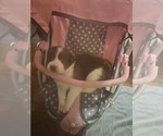 Puppy Puppy 3 Border Collie