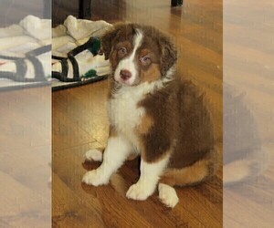 Australian Shepherd Puppy for Sale in DRAYTON, South Carolina USA