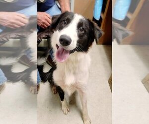 Border Collie-Unknown Mix Dogs for adoption in Columbus, IN, USA