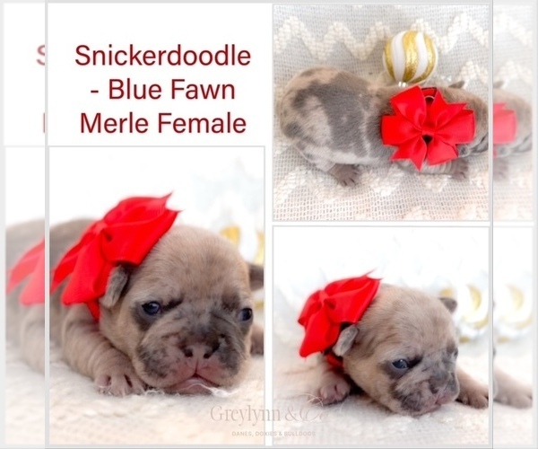 Medium Photo #1 French Bulldog Puppy For Sale in NEWARK, TX, USA
