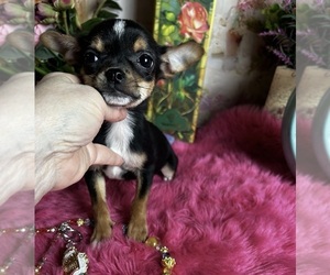 Chihuahua Puppy for sale in TRACY, CA, USA