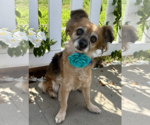 Small #3 Chihuahua-Cocker Spaniel Mix