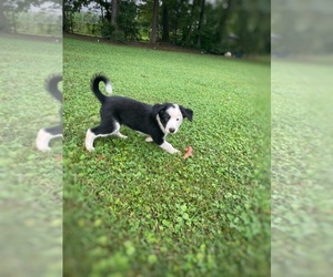 Border Collie-Papillon Mix Puppy for sale in CULPEPER, VA, USA