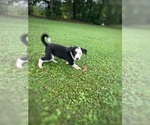 Image preview for Ad Listing. Nickname: Louie