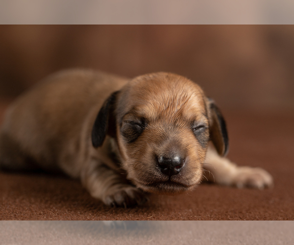 Medium Photo #49 Dachshund Puppy For Sale in CROWLEY, TX, USA