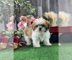 Small #1 Shih Tzu