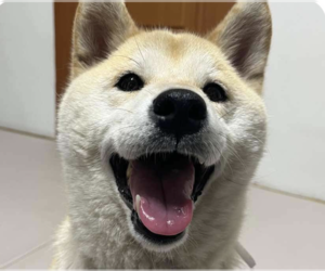 Shiba Inu-Unknown Mix Dogs for adoption in San Ramon, CA, USA