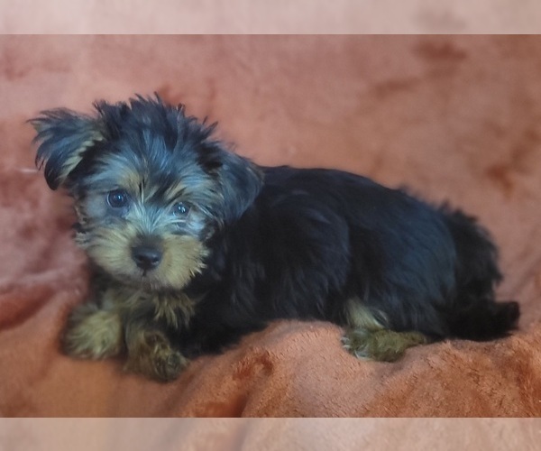 Medium Photo #13 Yorkshire Terrier Puppy For Sale in AKRON, OH, USA