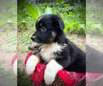 Small Photo #2 Australian Shepherd Puppy For Sale in GRAND RAPIDS, MN, USA