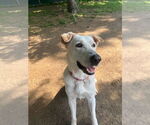 Small #2 Labrador Retriever Mix