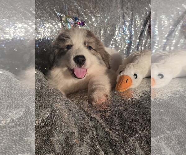 Medium Photo #3 Great Pyrenees Puppy For Sale in Spring, TX, USA
