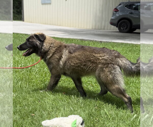 Medium Photo #4 Great Pyrenees Puppy For Sale in Yardley, PA, USA