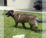 Small #3 Great Pyrenees