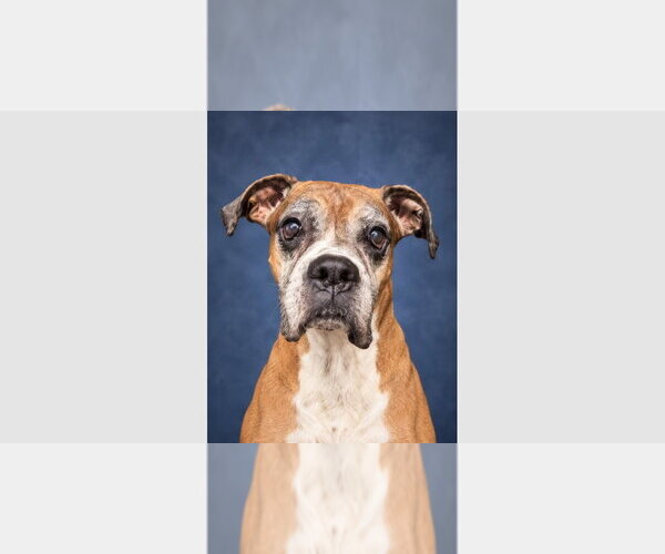 Medium Photo #1 Boxer Puppy For Sale in Austin, TX, USA