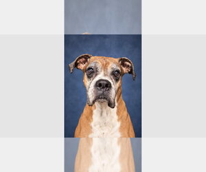 Boxer Dogs for adoption in Austin, TX, USA