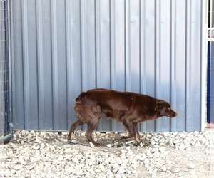 Father of the Australian Shepherd puppies born on 09/27/2025