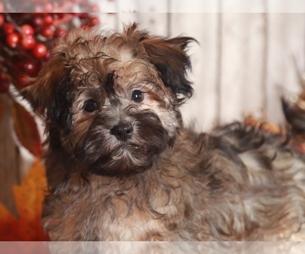 Medium Photo #3 Havanese Puppy For Sale in MOUNT VERNON, OH, USA
