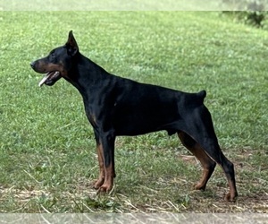 Father of the Doberman Pinscher puppies born on 09/16/2025