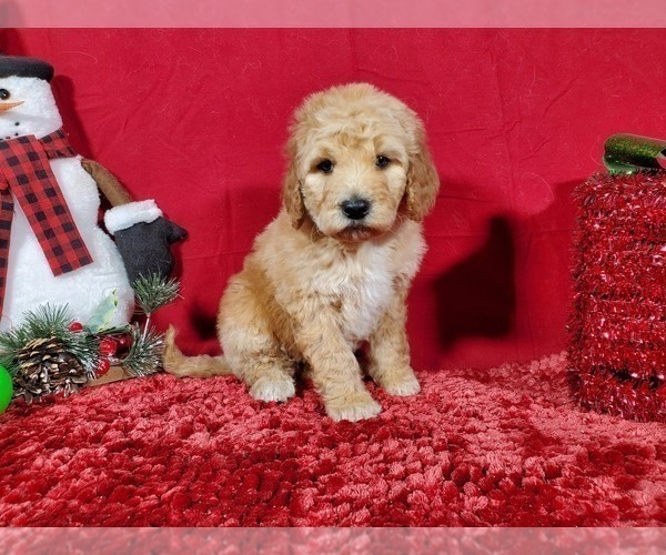 Medium Photo #2 Poodle (Standard) Puppy For Sale in COLORADO SPRINGS, CO, USA