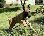 Small #3 Belgian Malinois