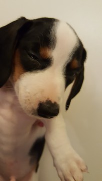 Medium Photo #1 Dachshund Puppy For Sale in DAMON, TX, USA
