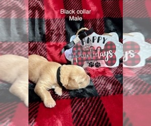 Labrador Retriever Puppy for sale in INVERNESS, FL, USA