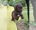 Small #1 YorkiePoo