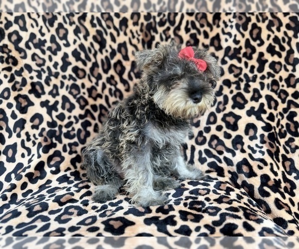 Medium Photo #8 Schnauzer (Miniature) Puppy For Sale in LAKELAND, FL, USA