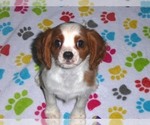 Small Photo #2 Cavalier King Charles Spaniel Puppy For Sale in ORO VALLEY, AZ, USA