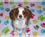 Small #1 Cavalier King Charles Spaniel