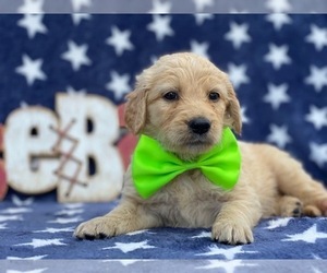 Goldendoodle Puppy for sale in LANCASTER, PA, USA