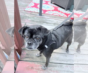 Puggle Dogs for adoption in Germantown, OH, USA
