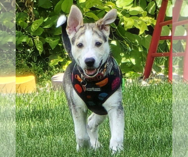 Medium Photo #3 Siberian Husky-Unknown Mix Puppy For Sale in Fargo, ND, USA
