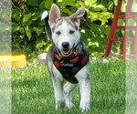 Small #2 Siberian Husky Mix