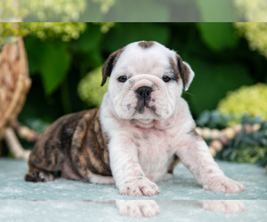 Medium English Bulldog
