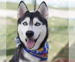 Siberian Husky-Unknown Mix Dogs for adoption in San Antonio, TX, USA