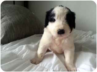 Newfoundland-Old English Sheepdog Mix Puppy for sale in MELVILLE, NY, USA