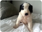 Small Newfoundland-Old English Sheepdog Mix