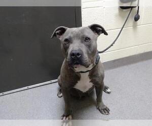 American Pit Bull Terrier Dogs for adoption in Denver, CO, USA