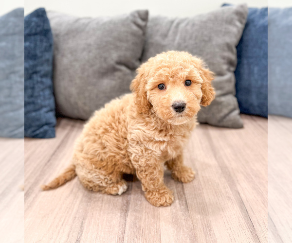 Medium Photo #26 Miniature Labradoodle Puppy For Sale in MILLERSBURG, OH, USA