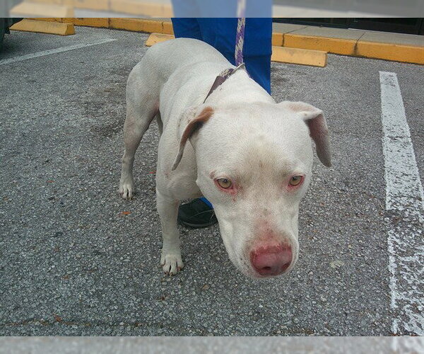 Medium Photo #1 Catahoula Leopard Dog-Unknown Mix Puppy For Sale in Ocala, FL, USA