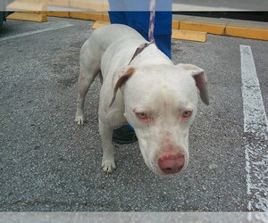 Catahoula Leopard Dog-Unknown Mix Dogs for adoption in Ocala, FL, USA