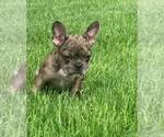 Small Photo #1 French Bulldog Puppy For Sale in MASHPEE, MA, USA