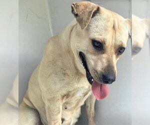 Labrador Retriever Dogs for adoption in Houston, TX, USA